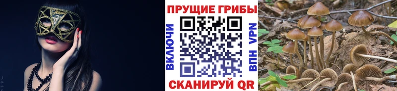 Псилоцибиновые грибы прущие грибы  Абаза 